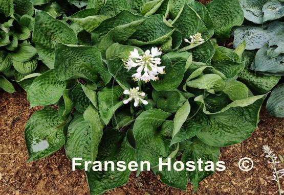 Hosta Heavy Duty